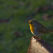 Robin Canterbury Photo 8