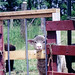 Janet Lamb Photo 9