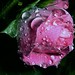 Jill Rose Photo 22