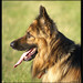 Jerry Shepherd Photo 26