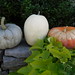 Sharon York Photo 11