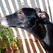 Jody Lamb Photo 24
