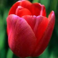 Deborah Farrar Photo 20