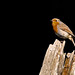 Robin Ireland Photo 15