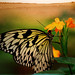 Terrence Lang Photo 10