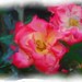Betty Rose Photo 11