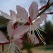 Kathleen Hopp Photo 8