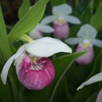 Nancy Lytle Photo 12