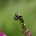 Sue Fenwick Photo 20