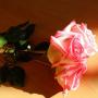 Heather Timms Photo 16