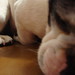 Jay Greenberg Photo 33