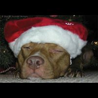 Kara Robertson Photo 31