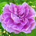 Therese Rose Photo 18