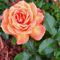 Anne-Marie Smith Photo 22