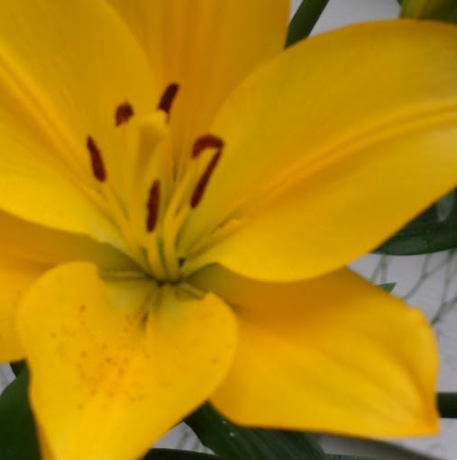 Debra Gillis Photo 9