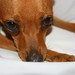 Dixie Smith Photo 21