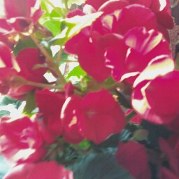 Rongrong Lin Photo 2