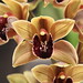 Debbie Tuck Photo 36