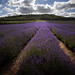 Kent Field Photo 9