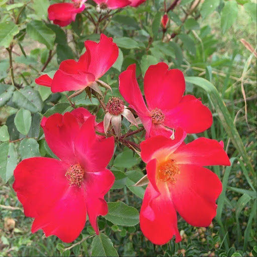 Cindy Stone Photo 34