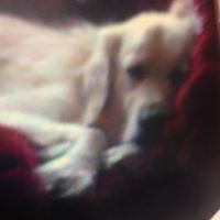 Deborah Hollingworth Photo 2