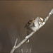 Morris Sparrow Photo 9