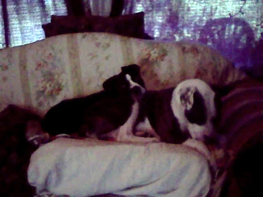 Brenda Clark Photo 8