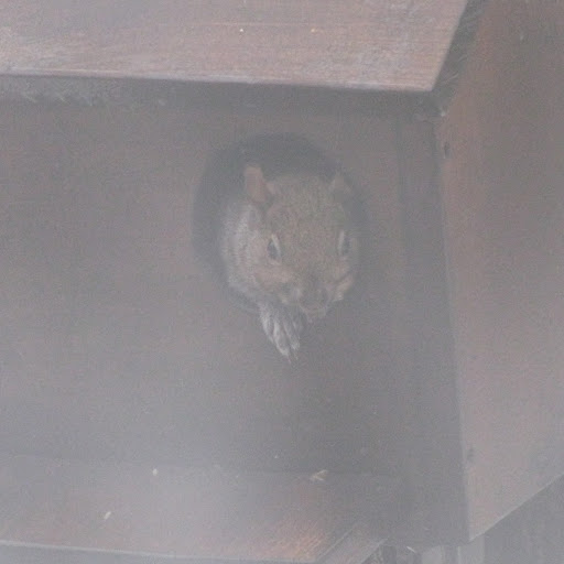 Debbie Chapman Photo 2
