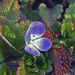 Veronica Flowers Photo 23