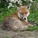 Tyler Fox Photo 13