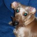 Susan Wiener Photo 36