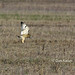 Dan Short Photo 9