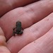 Lyman Graham Photo 9