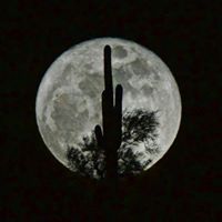 Debra Chapman Photo 19