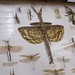 Judith Magee Photo 23