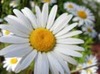 Laura Green Photo 31