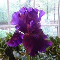Judy Plummer Photo 15
