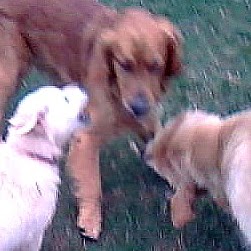 Laurie Stringer Photo 21