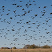 Starling Davis Photo 12
