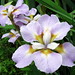 Carol Moyer Photo 19