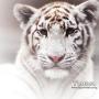 Wendy Mccarty Photo 13