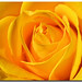 Rose Akin Photo 8