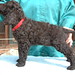 Darcy Stack Photo 11