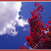 Li Tang Photo 35