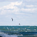 Michael Grube Photo 35