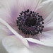Paula Jenkins Photo 27