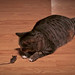 Penny Stein Photo 17