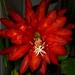 Debra Cartwright Photo 18