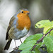 Robin Rains Photo 11