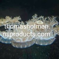 Thomas Holman Photo 38
